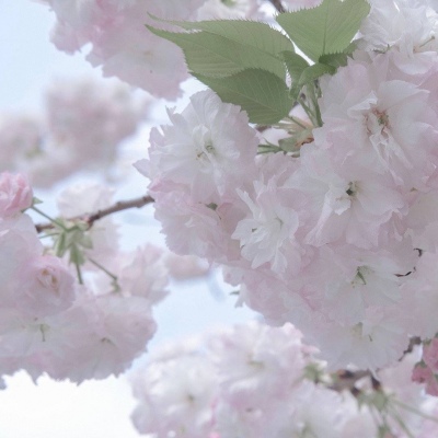 柞水福瑞交流群